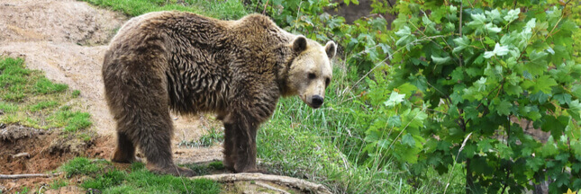 Nouvel ours tué par balle : les Pyrénées divisées