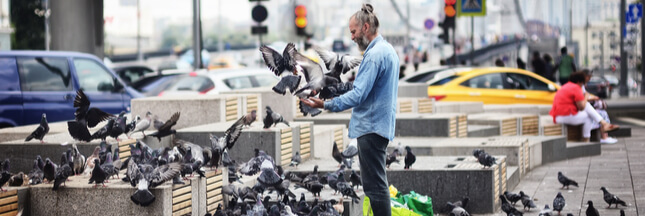 Si les humains vivaient comme des pigeons...