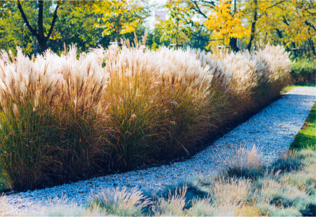 Les plantes brise vue les plus efficaces pour se cacher naturellement