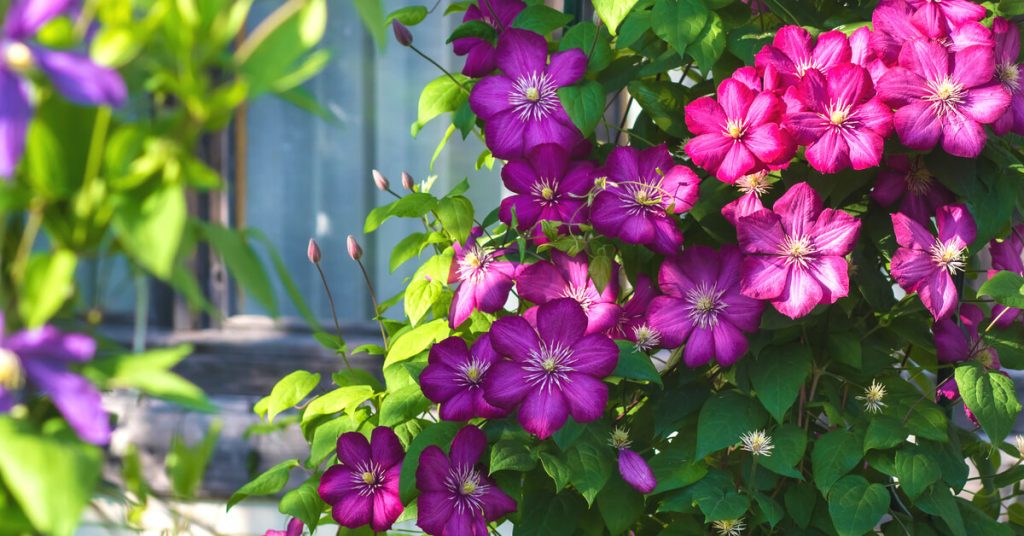 Marre que tout le monde puisse voir chez vous ? Découvrez 7 plantes brise-vue