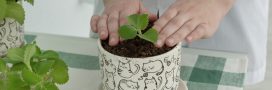 Comment faire pousser de la menthe (et en profiter)