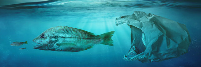 Au fond des océans, les déchets plastiques ne meurent jamais