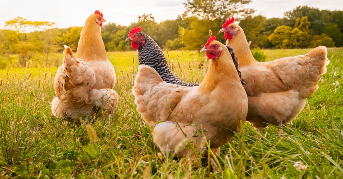 C'est prouvé : les poules n'ont pas oublié leurs origines