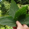Purin d'ortie : recette naturelle contre les pucerons Purin d'ortie : recette naturelle contre les pucerons
