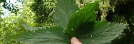 Purin d'ortie : recette naturelle contre les pucerons Purin d'ortie : recette naturelle contre les pucerons