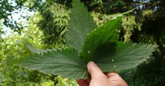 Purin d'ortie : recette naturelle contre les pucerons Purin d'ortie : recette naturelle contre les pucerons