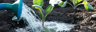 Comment bien arroser le jardin pour économiser l'eau ?