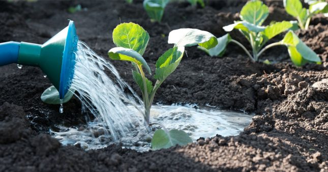 Comment bien arroser le jardin pour économiser l’eau ?