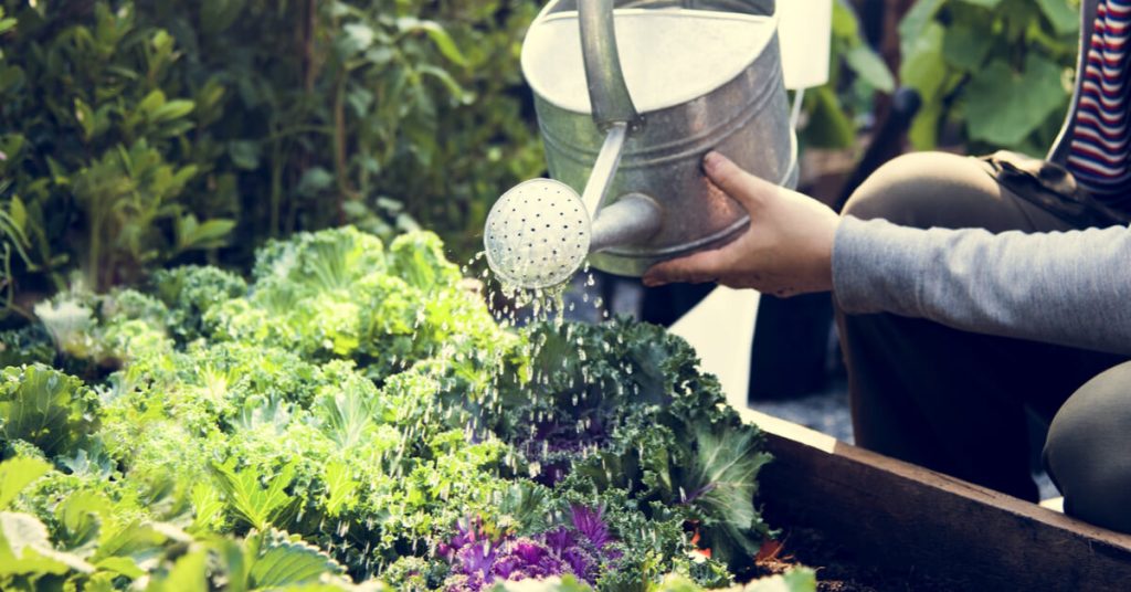 Au jardin en juillet : que planter ou semer au potager et au verger ?