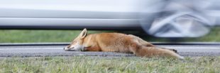 Des millions d'animaux morts sur les routes d'Europe chaque année