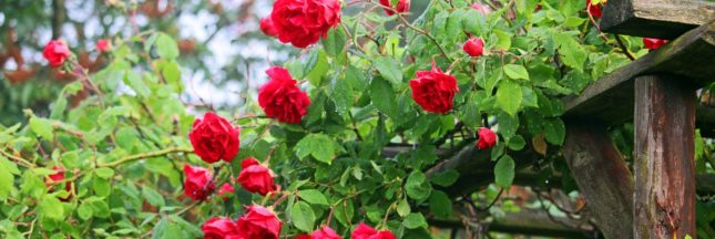 Comment traiter ses rosiers avec des huiles essentielles ?