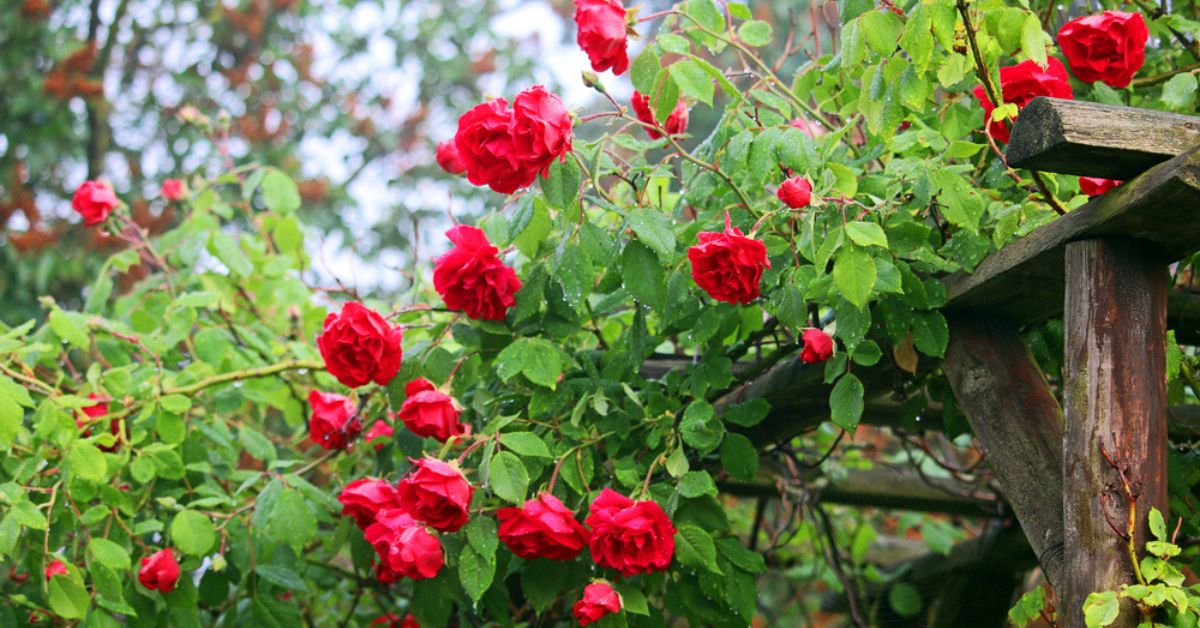 Comment traiter ses rosiers avec des huiles essentielles ?