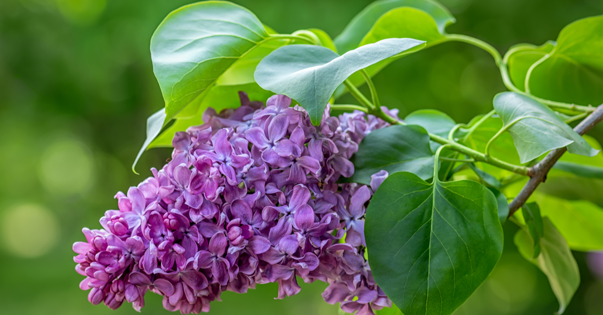 Bouture lilas, multiplier les fleurs, la bouture du mois de jun — free download