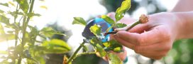La rose et la taille des rosiers : tout savoir sur cette star des jardins