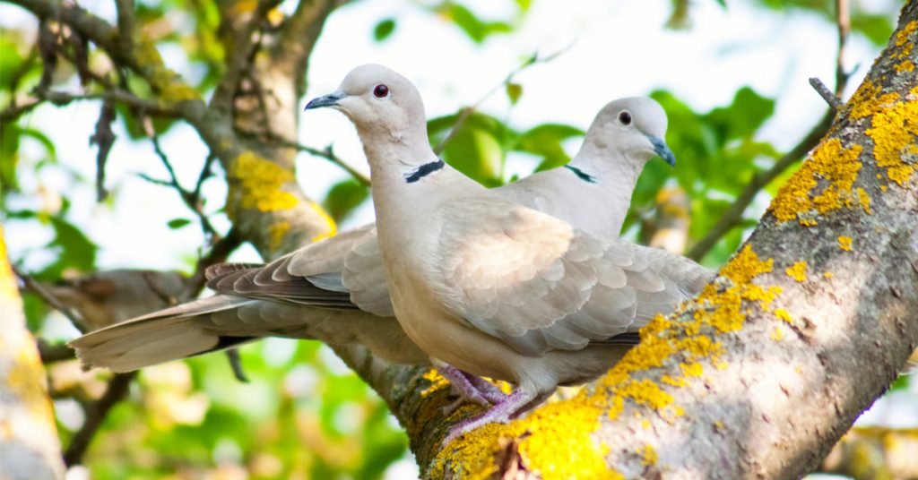 Dans la famille biodiversité ordinaire, roucoulons pour la tourterelle turque