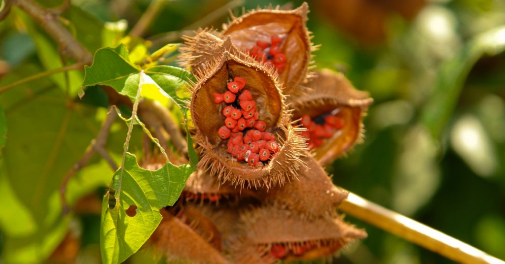 L’urucum, la plante qui illumine votre peau