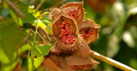 L’urucum, la plante qui illumine votre peau L’urucum, la plante qui illumine votre peau