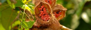 L'urucum, la plante qui illumine votre peau