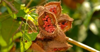 L'urucum, la plante qui illumine votre peau L'urucum, la plante qui illumine votre peau