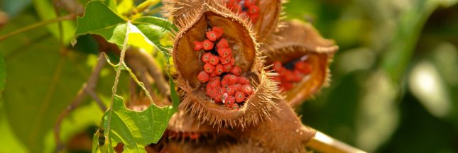 les fruits de l'urucum