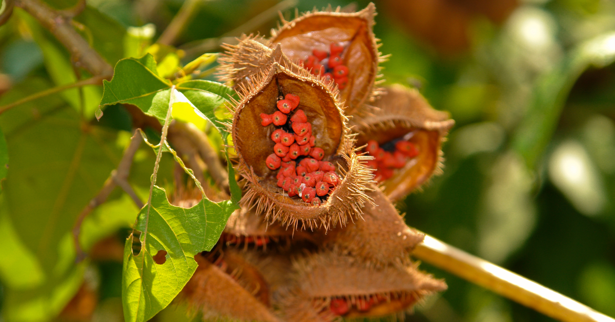 L'urucum, la plante qui illumine votre peau L'urucum, la plante qui illumine votre peau