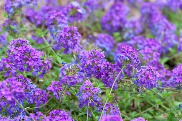 fleurs de balcon