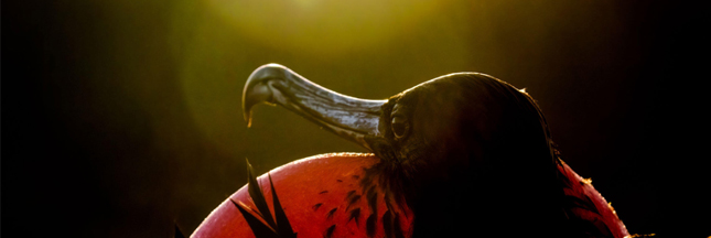 Les 6 plus belles photos d’oiseaux du concours Audubon 2020