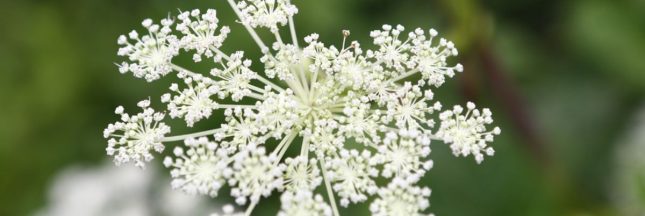 Vin, liqueur, décoction ou même ratafia... vive l'angélique vraie !
