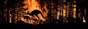 3 milliard d'animaux victimes des incendies en Australie 3 milliard d'animaux victimes des incendies en Australie