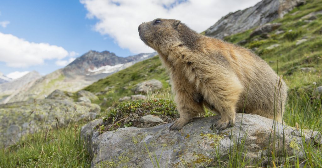 Vacances : 10 animaux sauvages à observer cet été