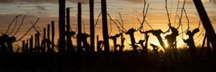 La filière viticole en crise : l'arrachage des vignes, la bonne solution dans le bordelais ?