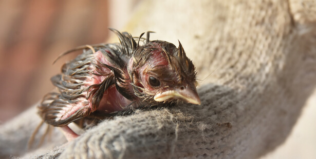 Oiseaux sauvages blessés que faire ?