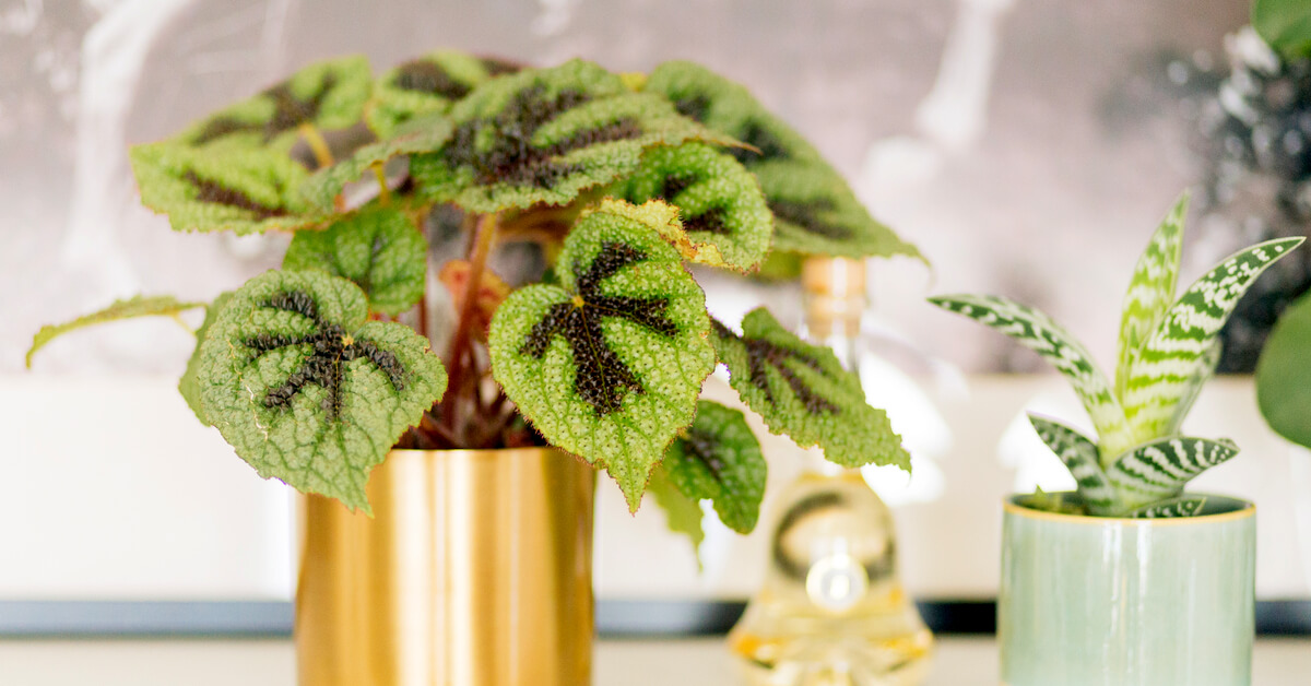 Bouturez votre Begonia Rex au mois de juillet : astuces et conseils
