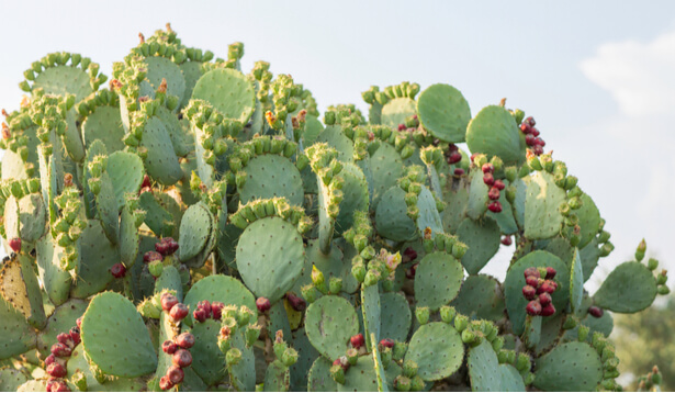fruits du cactus