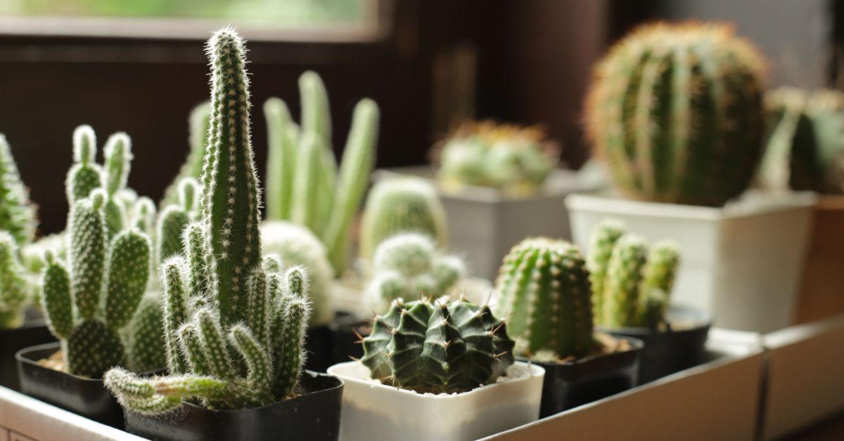 Les cactus, tout savoir pour mieux en profiter