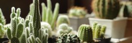 Les cactus, tout savoir pour mieux en profiter