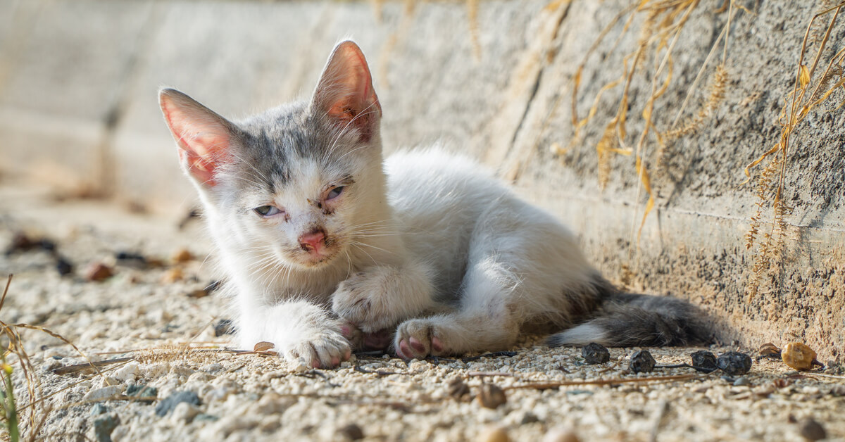 Un bébé animal blessé, qui appeler et que faire ?