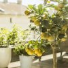 Faire pousser un citronnier ou un oranger au jardin ou sur son balcon Faire pousser un citronnier ou un oranger au jardin ou sur son balcon