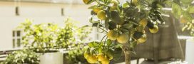 Faire pousser un citronnier ou un oranger au jardin ou sur son balcon Faire pousser un citronnier ou un oranger au jardin ou sur son balcon