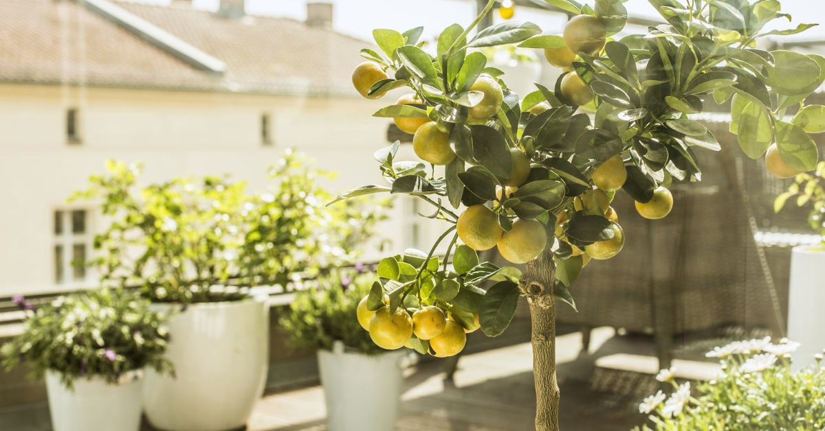 Faire pousser un citronnier ou un oranger au jardin ou sur son balcon