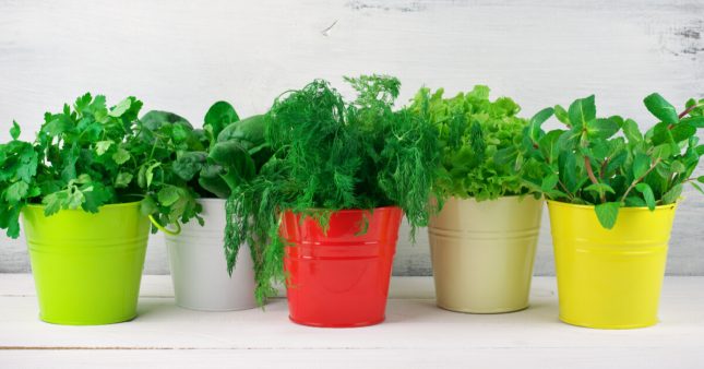 Comment conserver les plantes aromatiques tout en gardant leur saveur