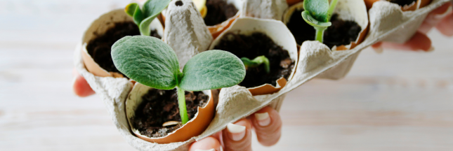 Les coquilles d'oeuf au jardin
