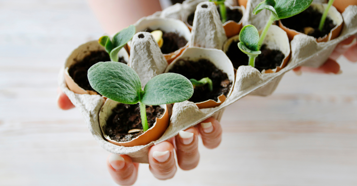 Coquille d'oeuf au jardin, les bons plans du jardinier bio Coquille d'oeuf au jardin, les bons plans du jardinier bio