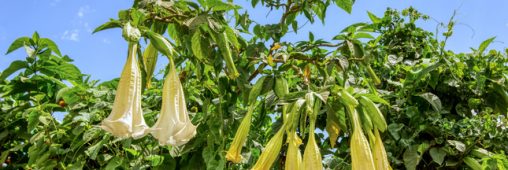 Attention au Datura qui pousse naturellement dans votre potager