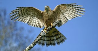 Dans la famille biodiversité ordinaire, protégeons l'épervier Dans la famille biodiversité ordinaire, protégeons l'épervier