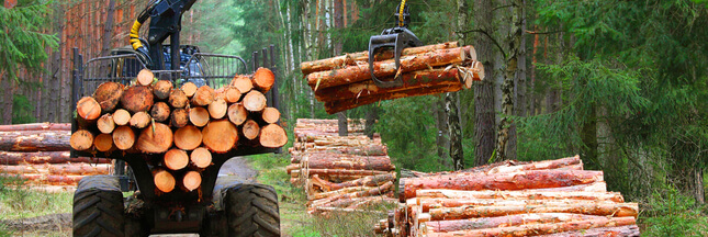 Poumon vert de l'Europe, les forêts sont abattues en masse