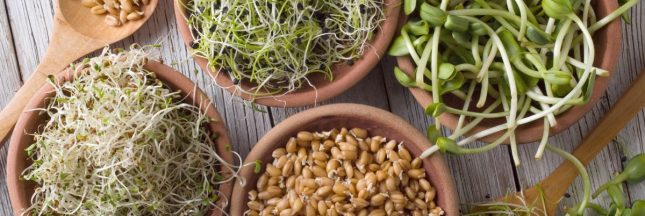 Manger des graines germées