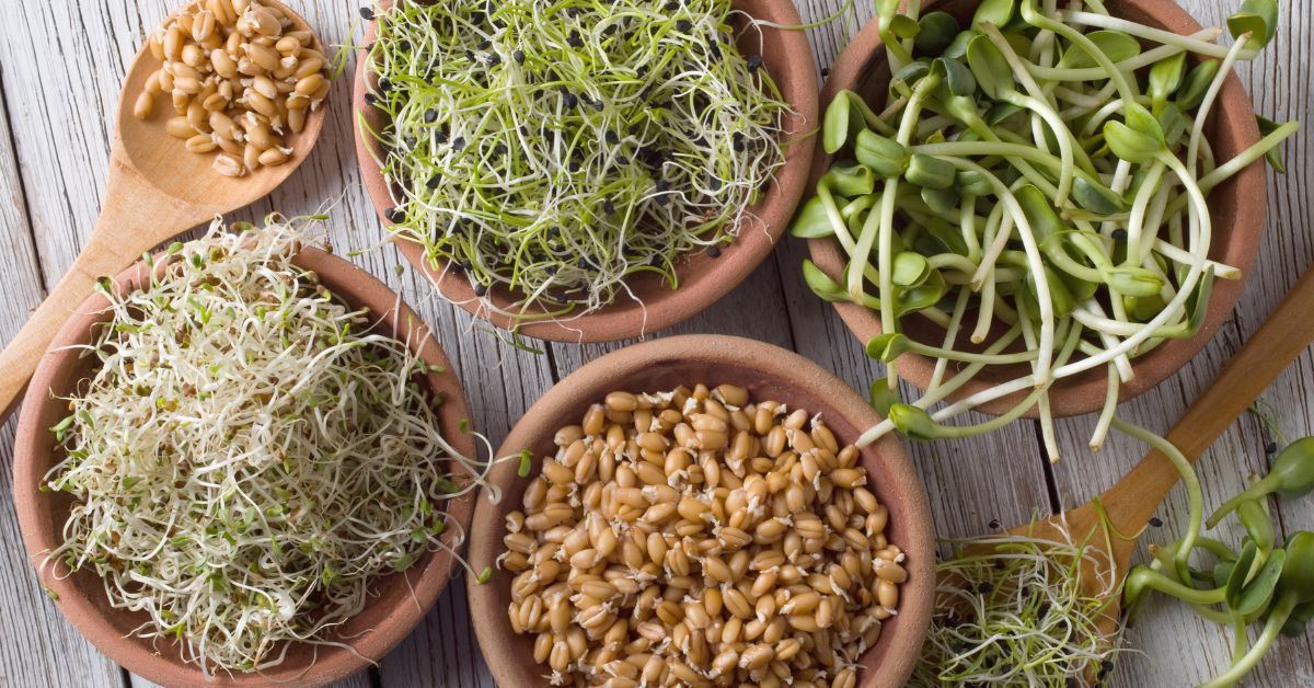 Les graines germées ont tout bon ! Les graines germées ont tout bon !