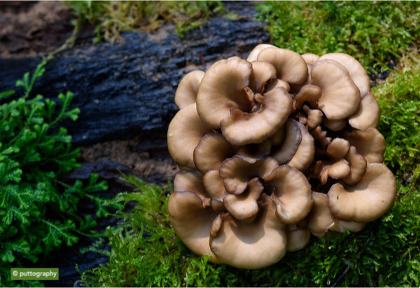 maitake_shutterstock_708694474.jpg