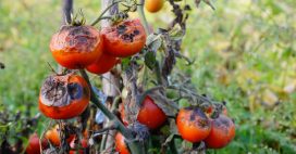 Maladies des tomates : comment les reconnaître et moyens de lutte
